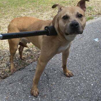 American Staffordshire Terrier Dogs Available for Adoption - Philbert | PetCurious