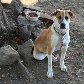 Bacon -  American Staffordshire Terrier and German Shepherd Dog Dog for Adoption in Klamath Falls, Oregon - Bacon | PetCurious