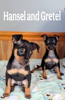 Rescue Miniature Pinscher and Pug Dogs for Adoption in Cowlesville, New York - Hansel And Gretel | PetCurious