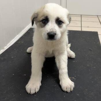 Great Pyrenees Dogs Available for Adoption - TUSC-Stray-83432_2_3_4_5 | PetCurious