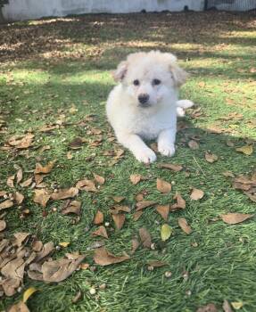American Eskimo Dog and Terrier Dogs Available for Adoption in Sunrise, Florida - Rafa | PetCurious