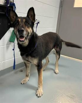 German Shepherd Dog and Mixed Breed Dogs Available for Adoption - MISSY | PetCurious