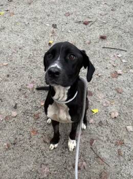 Rescue Black Labrador Retriever and Pit Bull Terrier Dogs for Adoption in Philadelphia, Pennsylvania - Budderball | PetCurious