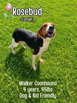 Rosebud -  Treeing Walker Coonhound Dog for Adoption in Lancaster, Kentucky - Rosebud | PetCurious