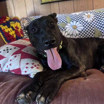 Arya -  Bull Terrier and Dutch Shepherd Dog for Adoption in Whittier, California - Arya | PetCurious