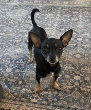 ChiChi - Coming Late July -  Chihuahua Dog for Adoption in Plano, Texas - ChiChi - Coming Late July | PetCurious