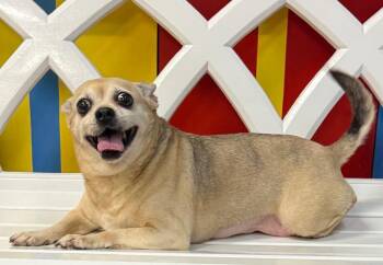 Potato Tot -  Chihuahua Dog for Adoption in Ocala, Florida - Potato Tot | PetCurious