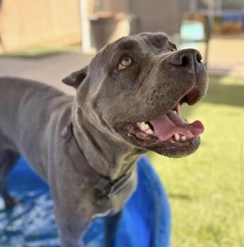 Gwyn -  Cane Corso Dog for Adoption in Glendale, Arizona - Gwyn | PetCurious