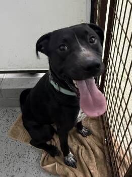 Pit Bull Terrier Dogs Available for Adoption - Scooter | PetCurious