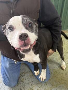 Pit Bull Terrier Dogs Available for Adoption - Sally | PetCurious