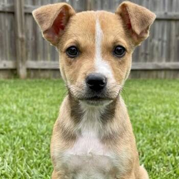Willow -  Jack Russell Terrier and Terrier Dog for Adoption in Crown Point, Indiana - Willow | PetCurious