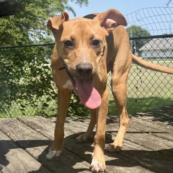 Tiana -  Pit Bull Terrier and Rat Terrier Dog for Adoption in Albany, Missouri - Tiana | PetCurious