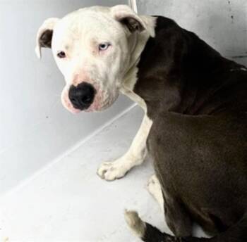 Pit Bull Terrier and Mixed Breed Dogs Available for Adoption in Houston, Texas - A654376 | PetCurious