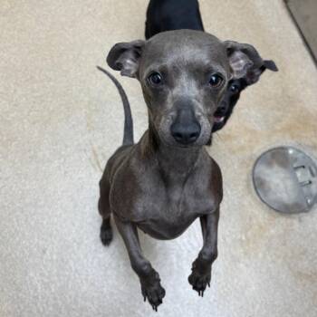 Chihuahua Dogs Available for Adoption in Corpus Christi, Texas - Wish Bear | PetCurious