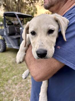 Yellow Labrador Retriever Dogs Available for Adoption in Jacksonville, Florida - Tawny | PetCurious