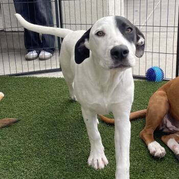 Avalanche -  Mixed Breed Dog for Adoption in Hemet, California - Avalanche | PetCurious