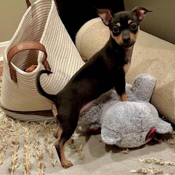 Mandy -  Chihuahua Dog for Adoption in La Grange, Kentucky - Mandy | PetCurious