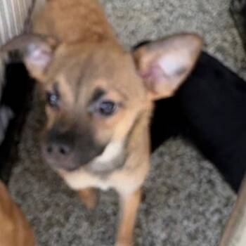 Loofah -  Chihuahua Dog for Adoption in Morganton, North Carolina - Loofah | PetCurious