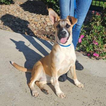 Goose -  Basenji and Boxer Dog for Adoption in Lathrop, California - Goose | PetCurious