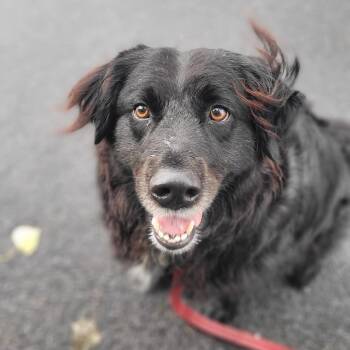 Jaime -  Spaniel Dog for Adoption in Syracuse, New York - Jaime | PetCurious