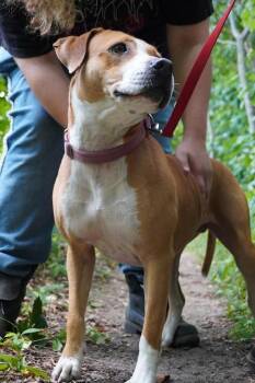 Junie -  Boxer Dog for Adoption in Kalamazoo, Michigan - Junie | PetCurious