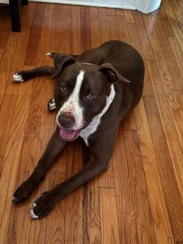 Rescue Terrier Dogs for Adoption in Jamesville, New York - Ry | PetCurious