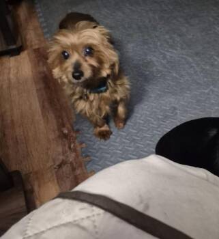 Pixie Pie -  Yorkshire Terrier Dog for Adoption in East Lansing, Michigan - Pixie Pie | PetCurious