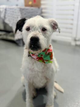 Terrier Dogs Available for Adoption in Santa Monica, California - Annabelle | PetCurious