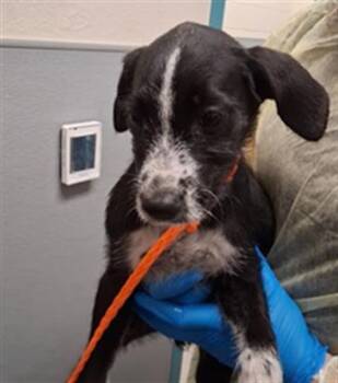 NOISY -  Australian Cattle Dog Blue Heeler and Poodle Dog Available for Adoption in Las Vegas, Nevada - NOISY | PetCurious