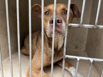 Hound and Mixed Breed Dogs Available for Adoption in Oklahoma City, Oklahoma - A375708 | PetCurious