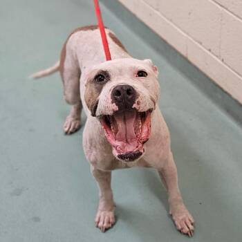 Mandy Jones -  Mixed Breed Dog for Adoption in Memphis, Tennessee - Mandy Jones | PetCurious