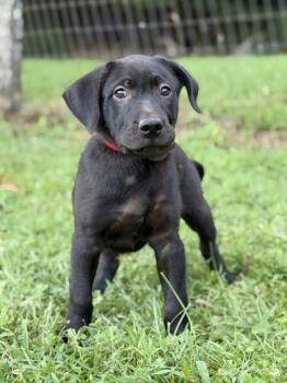 Weldon -  Labrador Retriever and Golden Retriever Dog for Adoption in Malvern, Pennsylvania - Weldon | PetCurious