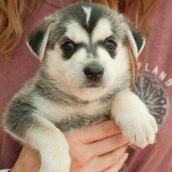 Southwest -  Mixed Breed Dog for Adoption in Buffalo, Minnesota - Southwest | PetCurious