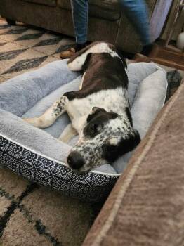 Kora -  Cattle Dog and Terrier Dog for Adoption in Pacifica, California - Kora | PetCurious