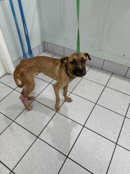 Booboo (alexander) -  Mixed Breed Dog for Adoption in Mobile, Alabama - Booboo (alexander) | PetCurious