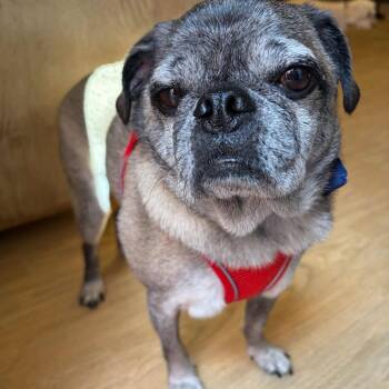 Frank 14374 -  Pug Dog for Adoption in San Francisco, California - Frank 14374 | PetCurious