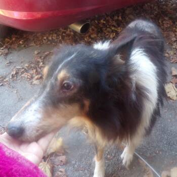 Tiffany -  Shetland Sheepdog Sheltie Dog for Adoption in Vale, North Carolina - Tiffany | PetCurious