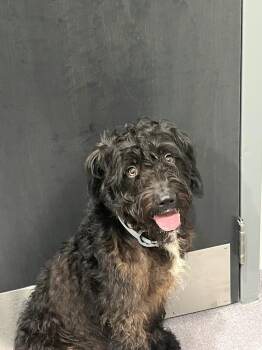 George -  Irish Wolfhound Dog for Adoption in Benton, Arkansas - George | PetCurious