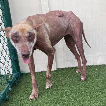 BONNIE 5897 -  Mountain Cur and Cattle Dog Dog for Adoption in Loxahatchee Groves, Florida - BONNIE 5897 | PetCurious