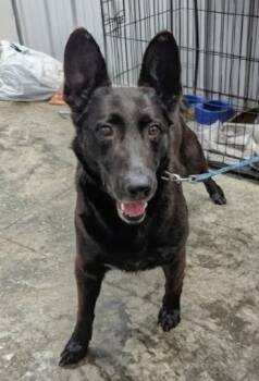 German Shepherd Dog Dogs Available for Adoption - Pepe | PetCurious