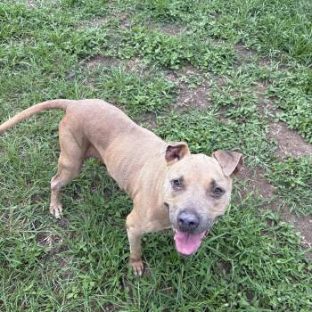 Bella -  Pit Bull Terrier Dog for Adoption in Valdosta, Georgia - Bella | PetCurious