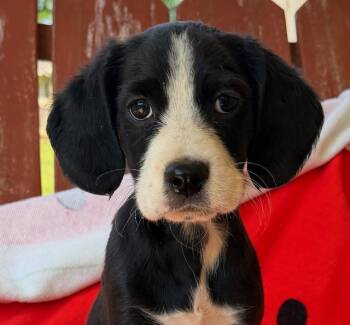 Cocker Spaniel and Labrador Retriever Dogs Available for Adoption in Andover, Massachusetts - Sushi Style | PetCurious