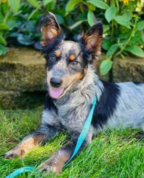 Kelly -  Australian Cattle Dog Blue Heeler and Border Collie Dog for Adoption in Orland Park, Illinois - Kelly | PetCurious