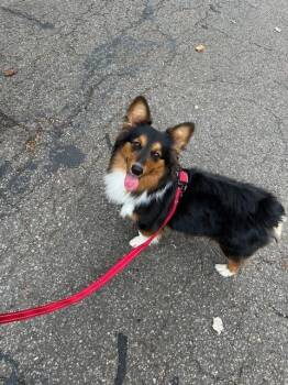 Corgi Dogs Available for Adoption in Aurora, Indiana - CD Oliver | PetCurious