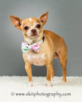 Chihuahua Dogs Available for Adoption in Plano, Texas - Patrick - Experienced Adopter Recommended | PetCurious