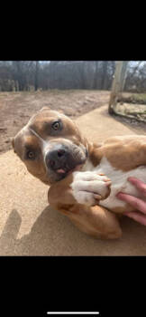 Rescue American Hairless Terrier and American Staffordshire Terrier Dogs for Adoption in Baltimore, Maryland - Tino | PetCurious