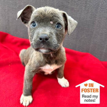 Rescue Pit Bull Terrier Dogs for Adoption in Kanab, Utah - Trinket | PetCurious