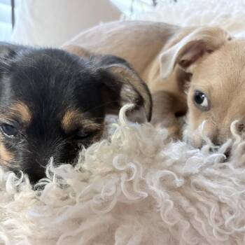 Montgomery -  Chihuahua and Terrier Dog for Adoption in Fayetteville, Georgia - Montgomery | PetCurious