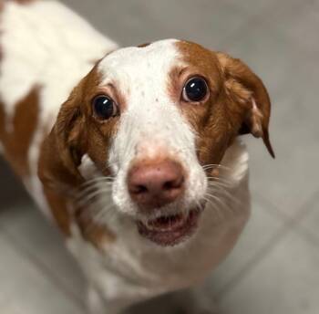 Speckles -  Hound and Brittany Spaniel Dog for Adoption in Raleigh, North Carolina - Speckles | PetCurious