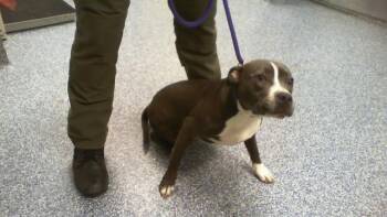 Pit Bull Terrier Dogs Available for Adoption - ZOLA | PetCurious